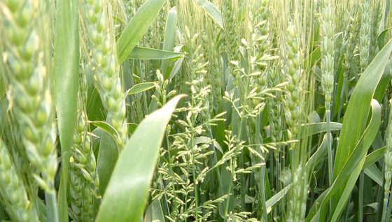 小麦田主要杂草图谱-硬草